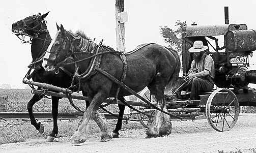 Amish Man with Horse Team (53 Kb): Mennonite Archives of Ontario (1987 - 1.202)